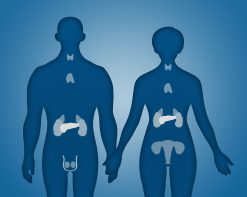 Endocrine and Nutrition