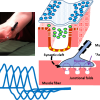 EMG/NCS Online Series: Volume XII Repetitive Nerve Stimulation