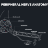 nerve injuries graphic1 1 624x351 1 510x287 1