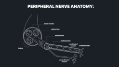 nerve injuries graphic1 1 624x351 1 510x287 1