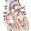 nyu cardiovascular board review course1