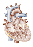 nyu cardiovascular board review course1