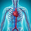 Hospital for Special Surgery Contemporary Topics in Vasculitis 2024