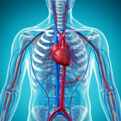 Hospital for Special Surgery Contemporary Topics in Vasculitis 2024