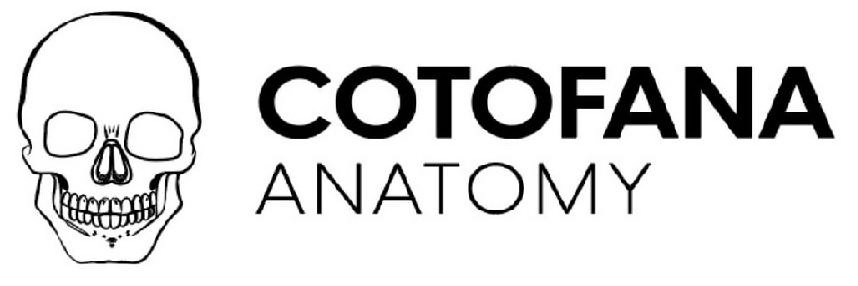 Cotofana Anatomy Online Anatomy Courses (Professor Cotofana Anatomy Review) Cotofana Anatomy Online Anatomy Courses (Professor Cotofana Anatomy Review)