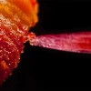 OHI-S Photography in dentistry