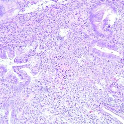Oakstone Gynecologic Pathology 2026