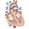 Comprehensive Cardiology Seminar and Board Review Course (NYU) 2015 Comprehensive Cardiology Seminar and Board Review Course (NYU) 2015 (CME Videos)