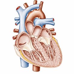 Comprehensive Cardiology Seminar and Board Review Course (NYU) 2015 (CME Videos)