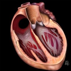 MRI Online Mastery Series: Fundamentals of Cardiac MRI 2021