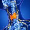 The Brigham Board Review and Comprehensive Update in Endocrinology 2025