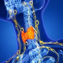 The Brigham Board Review and Comprehensive Update in Endocrinology 2025